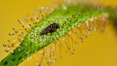A Drosera capensis plant