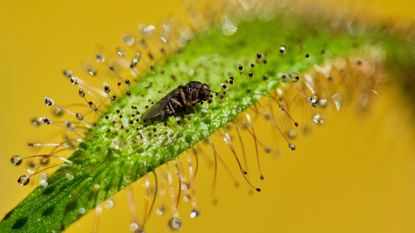A Drosera capensis plant