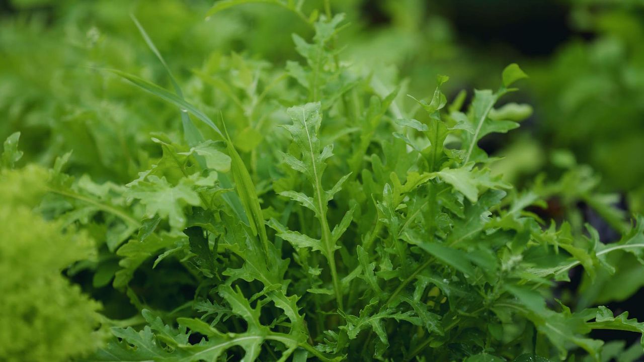 Green leaves of an arugula plant up close