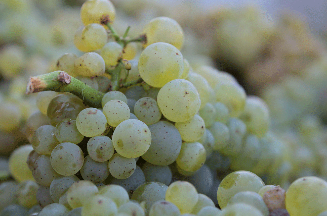 California Chardonnay - Wente Clone
