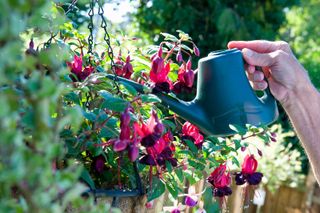 best plants for hanging baskets: fuchsias