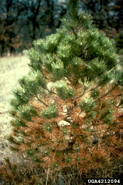Pine Tree Green On Top And Brown On Bottom