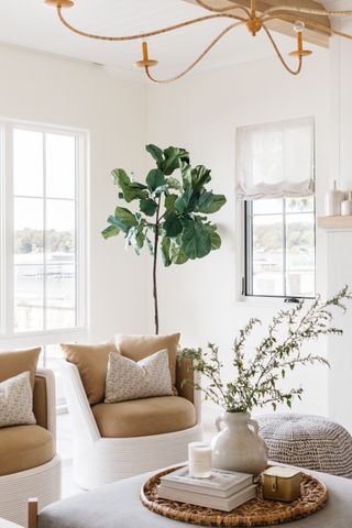small neutral living room with tall house plant