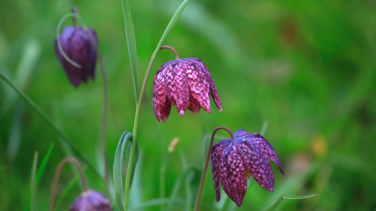 When to plant fritillaria bulbs blooming snakes head fritillaries