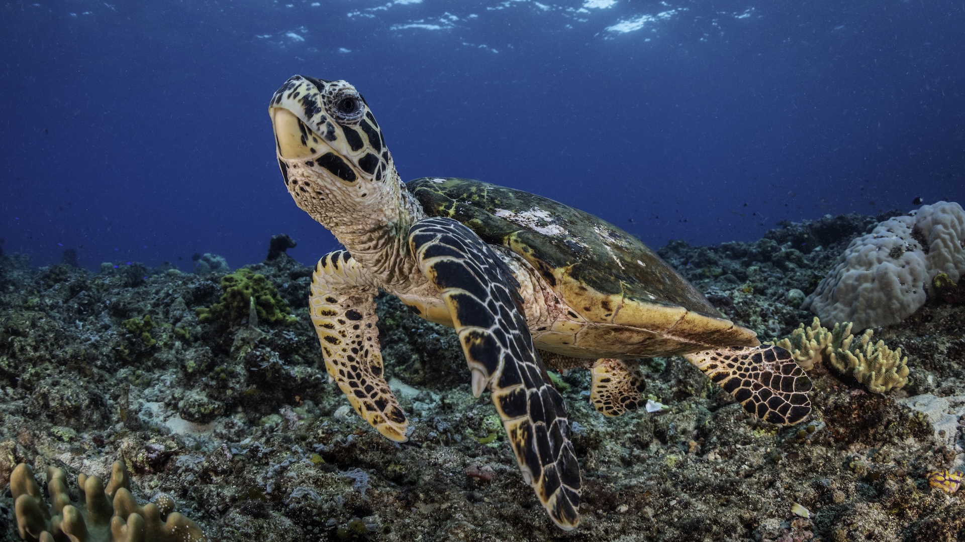 a hawksbill sea turtle swimming in a coral reef