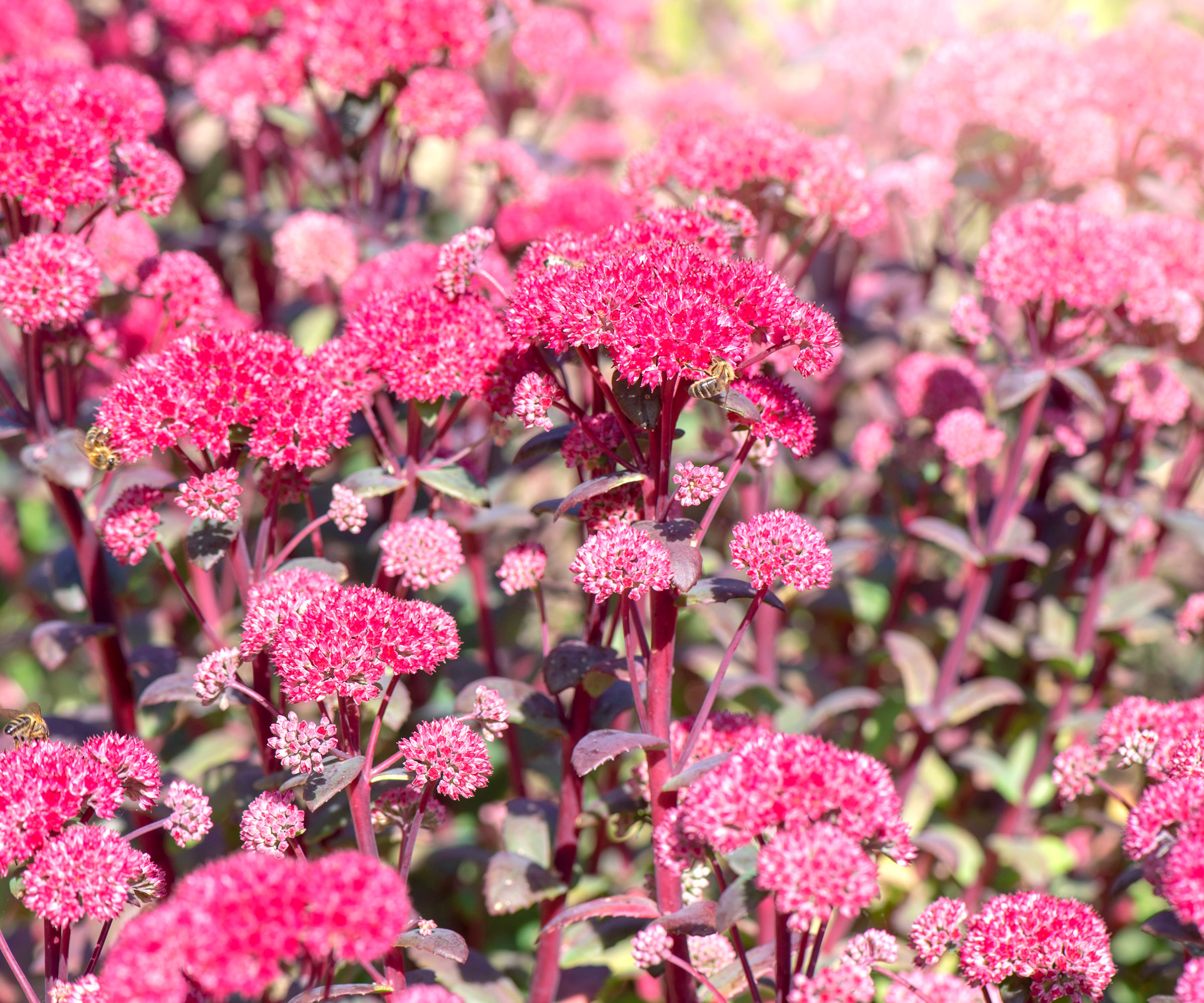 sedum plants with bright pink flowers