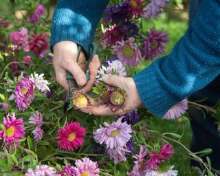 collecting seeds from asters