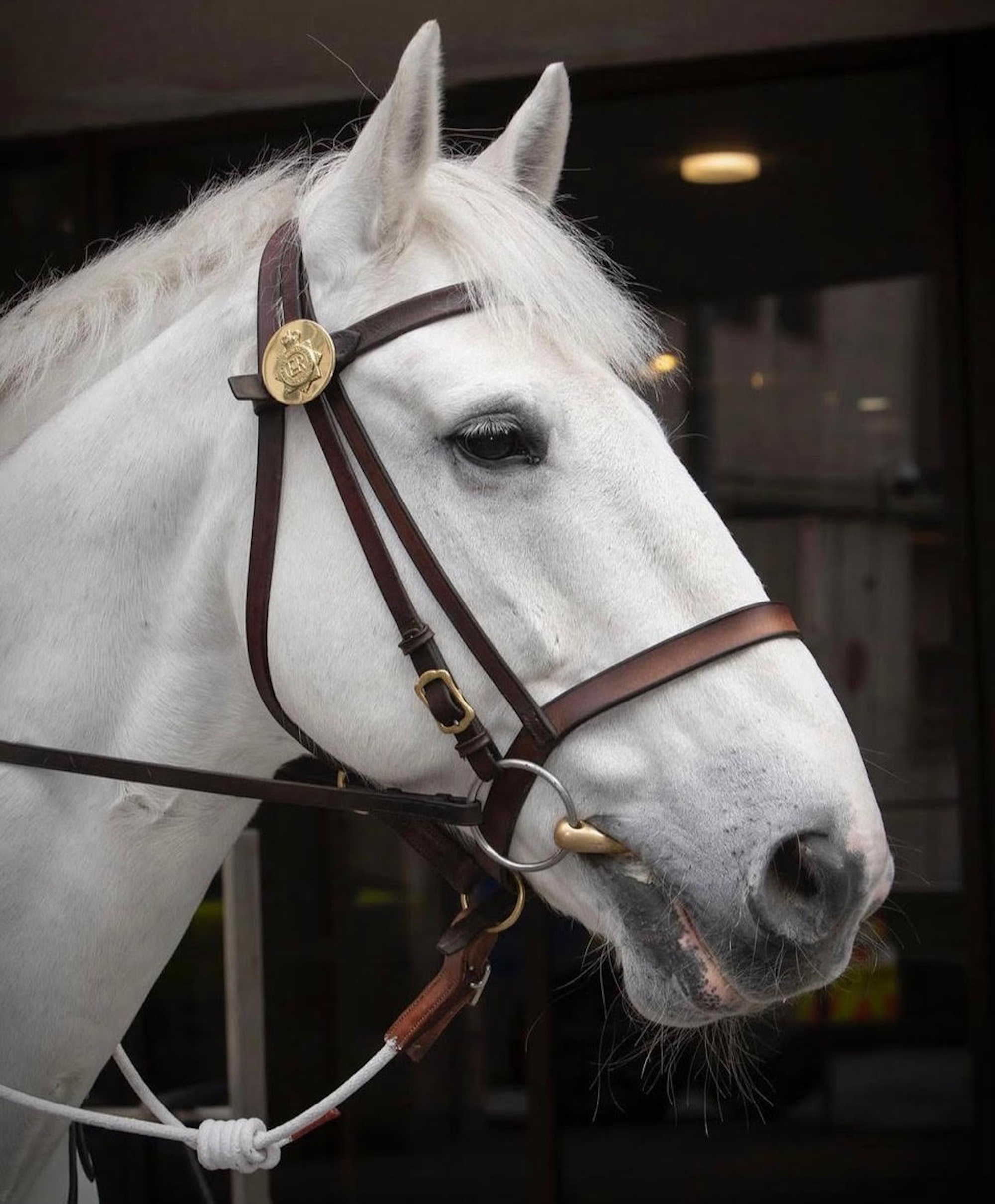 Police horse Hexam's head wearing a brown leather bridle