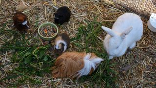 Five rabbits in a hutch