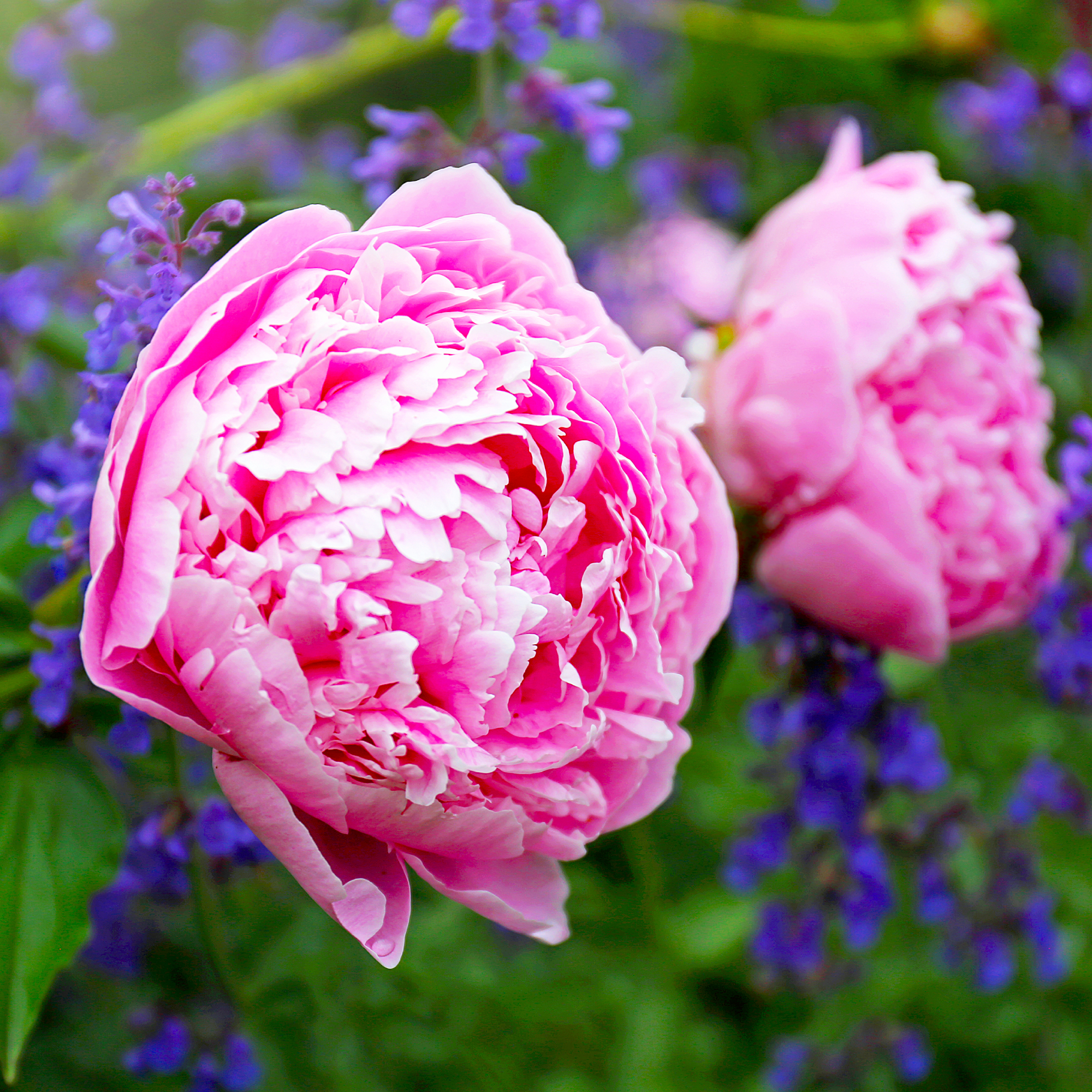 The huge, light pink blooms of the Sarah Bernhardt Garden Peony Flower are standing against Purple Walkers Low Nepeta Catmint.