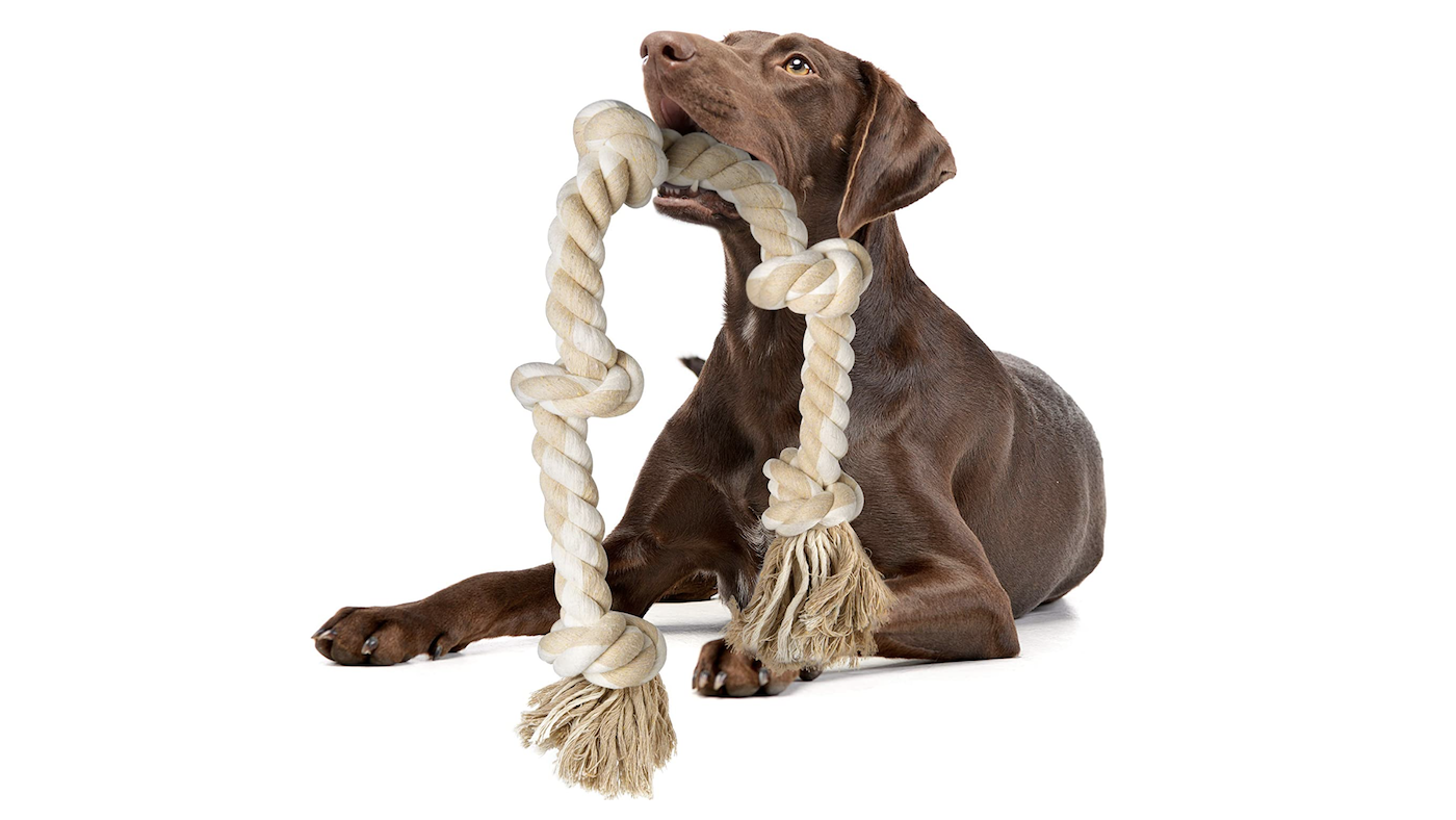 Brown dog chewing tough Fida rope toy