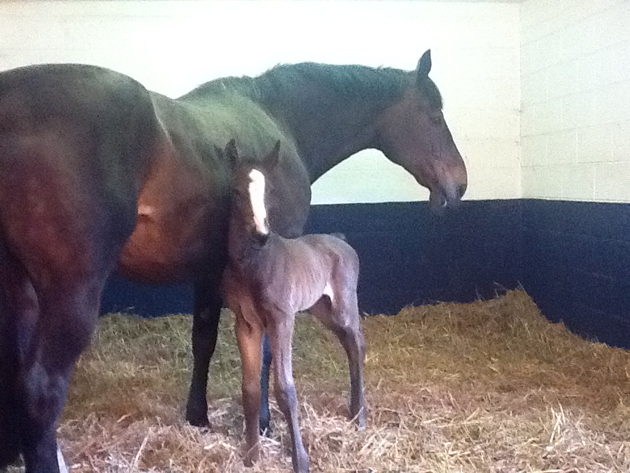 Mill Law foal