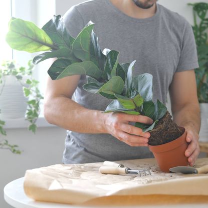 The torso of a man as he repots a fiddle leaf fig