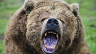 Roaring grizzly bear