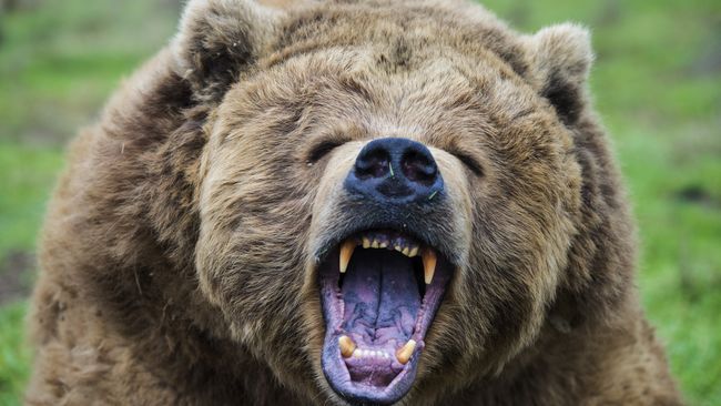 What to do if you meet a bear: our expert guide | Advnture