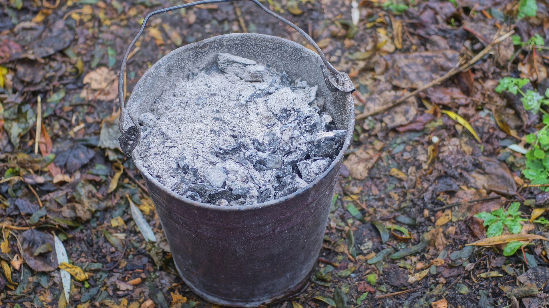 picture of bucket filled with ash to be used in garden