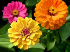 zinnias