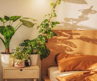 Orange bedding on a bed next to a bedside table with a plant on top.