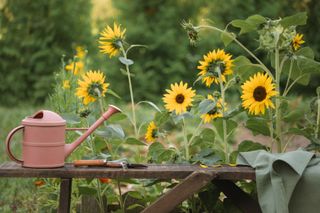 Watering can, apron and gardening equipment on a wooden bench in a garden next to blooming sunflowers