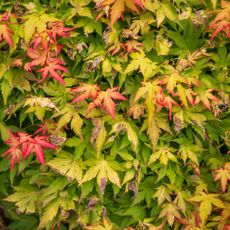Japanese maple leaves with brown foliage