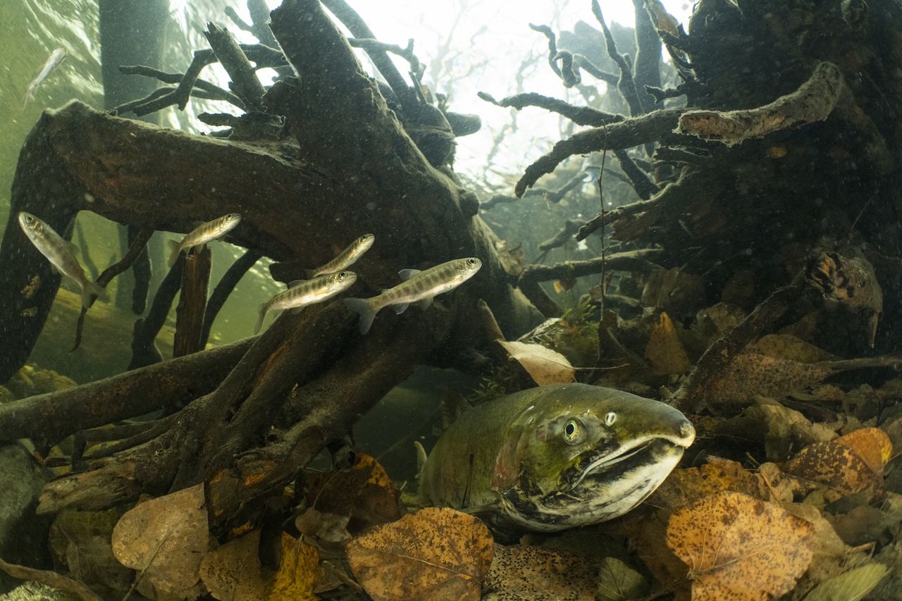 a salmon nestled in an underwater log structure