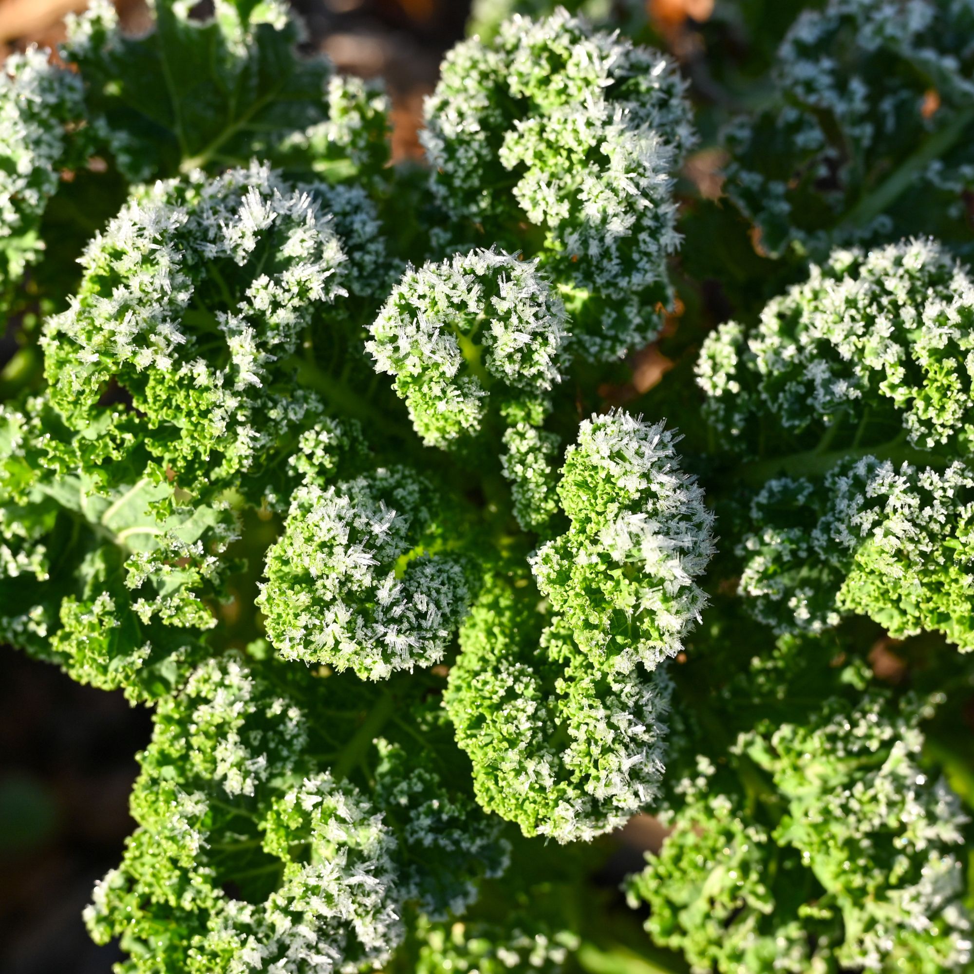 Kale covered in frost