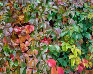 Virginia creeper vines turning red in the fall