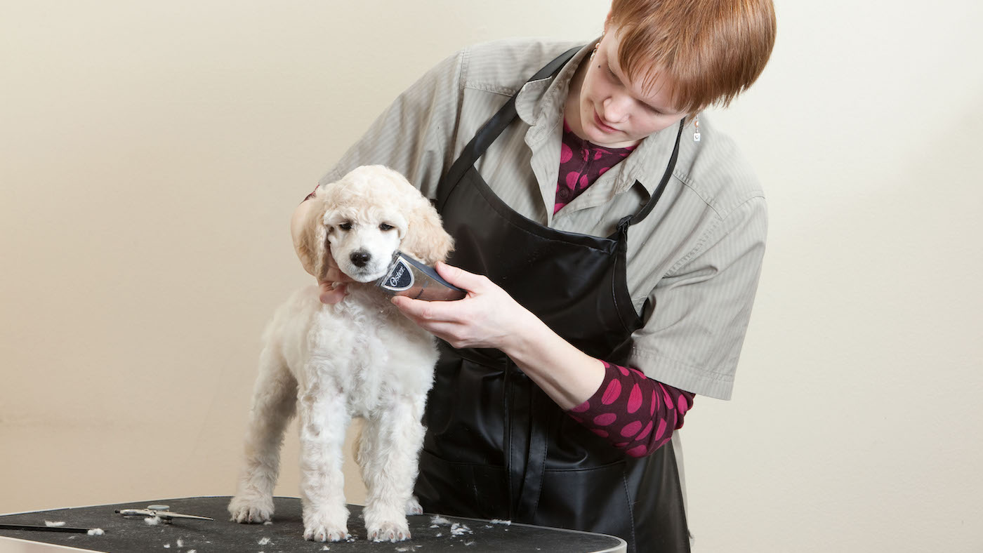 Dog at grooming parlour for clipping