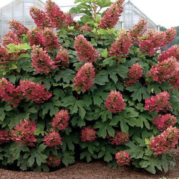 Ruby Slippers Oakleaf Hydrangea