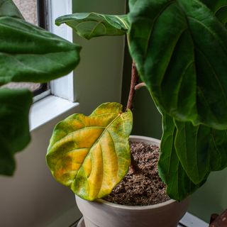 yellow leaf on a fiddle leaf fig plant