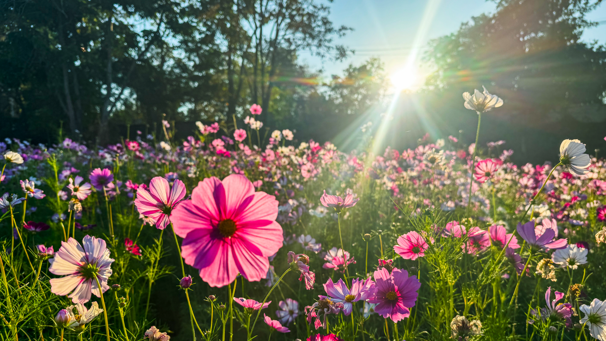 colorful cosmos flowers in the summer heat