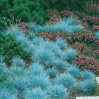 Elijah Blue Fescue Grass - Hardy - Festuca - Live Plalnt - Quart Pot