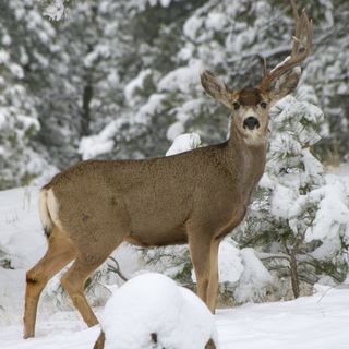 A mule deer missing an antler. Deer loose their antlers each year and re-grow new ones from stem cells in the base of the antler.