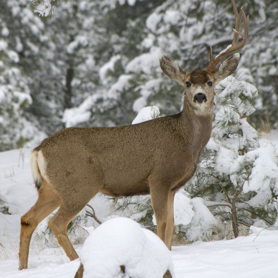 Facts About Deer | Live Science