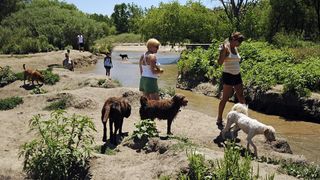 Dogs and owners flock to Cherry Creek State Park