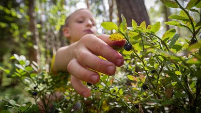 A boy picks a berry from a bush