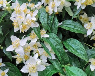 philadelphus