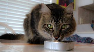 Is tuna good for cats? Here's tabby cat eating some straight from the tin