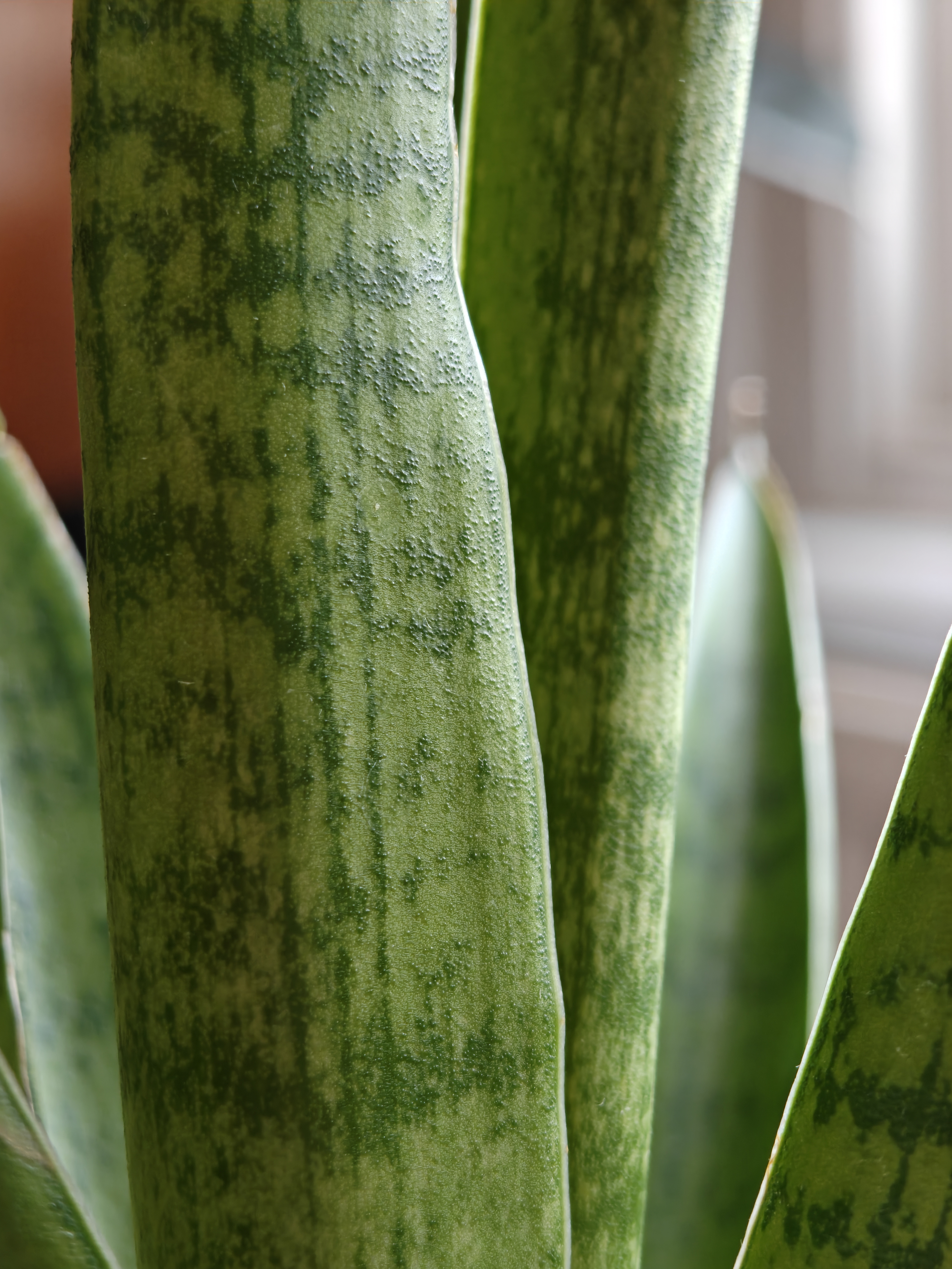 Close up of plant leaves