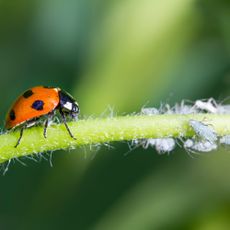 Ladybird and aphids on stem
