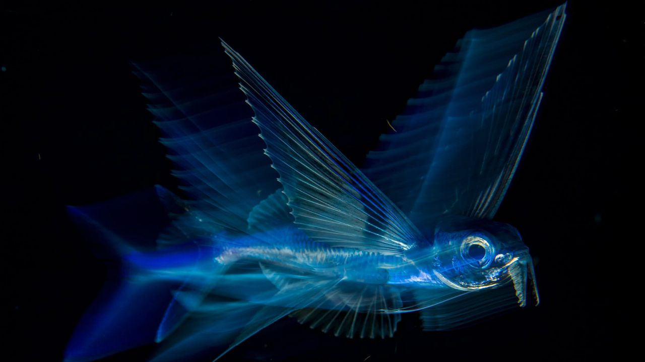 Wildlife Photographer of the Year winners