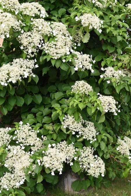 evergreen hydrangea