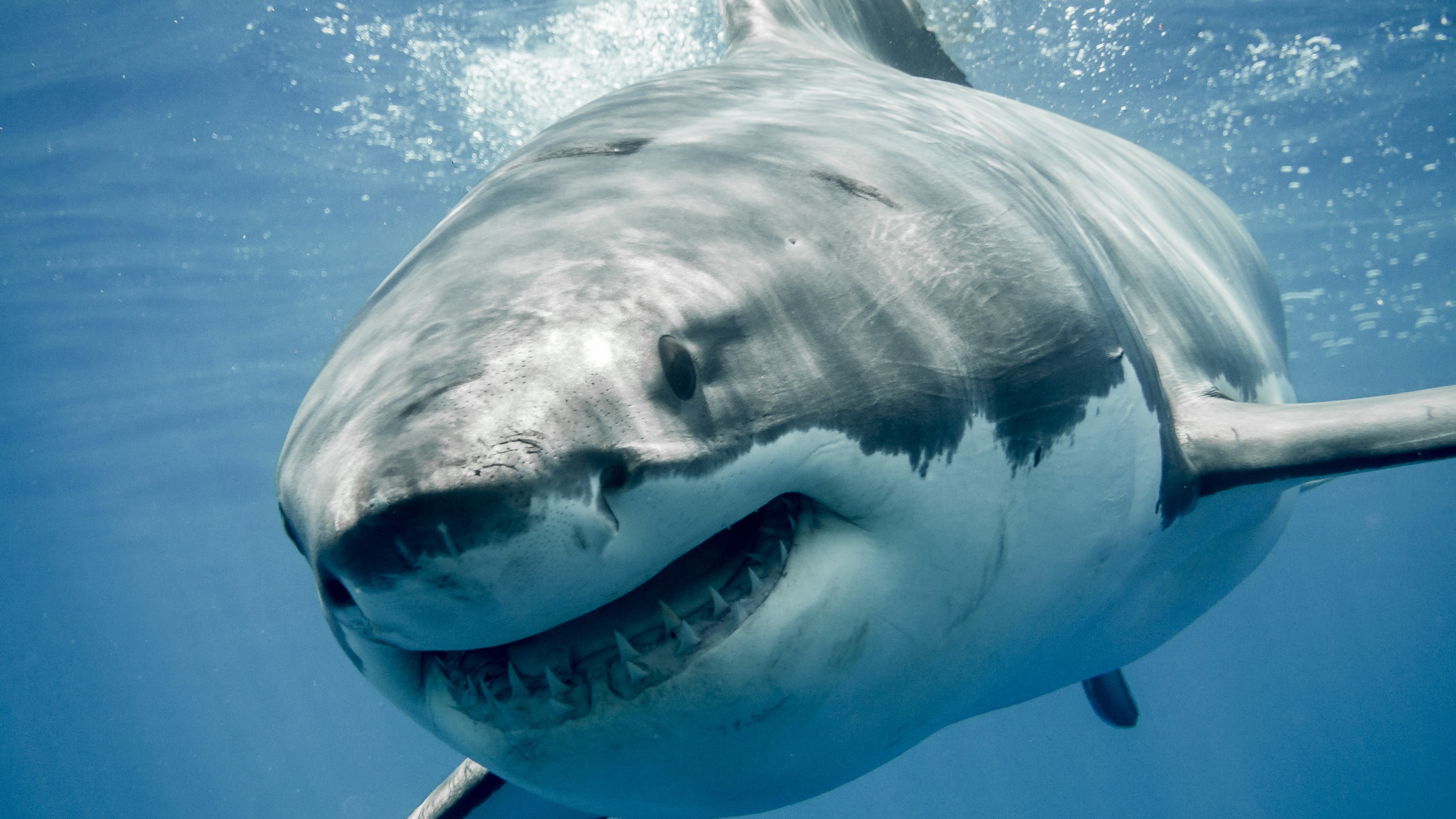 Ein grinsender Weißer Hai, der von vorne gesehen wird, schwimmt aus der Nähe.