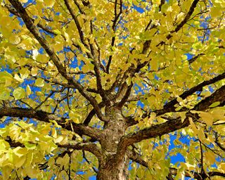 Turkish Hazel (Corylus colurna), treetop with yellow autumn leaves in front of blue sky