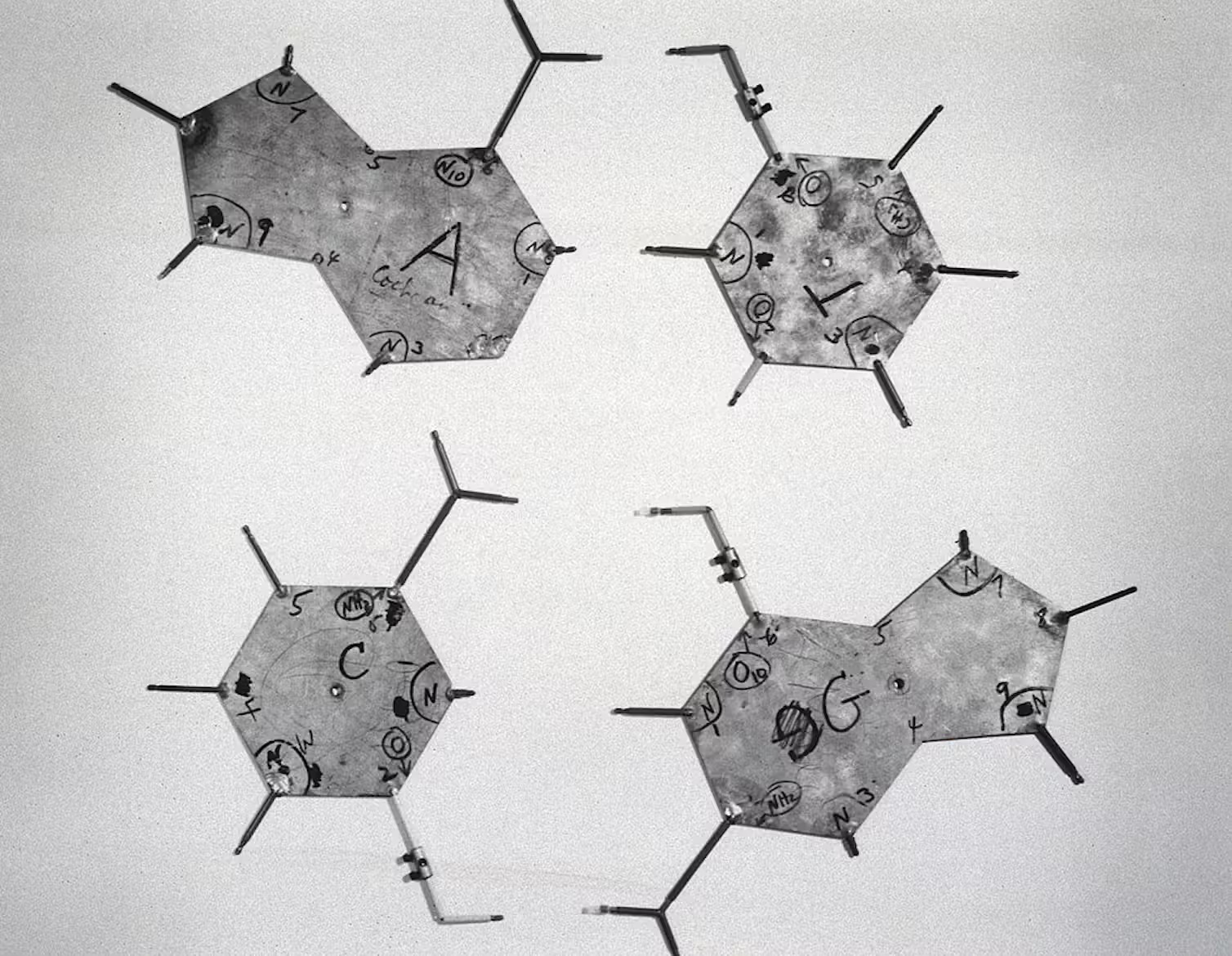 An artistic depiction of the four bases of DNA.