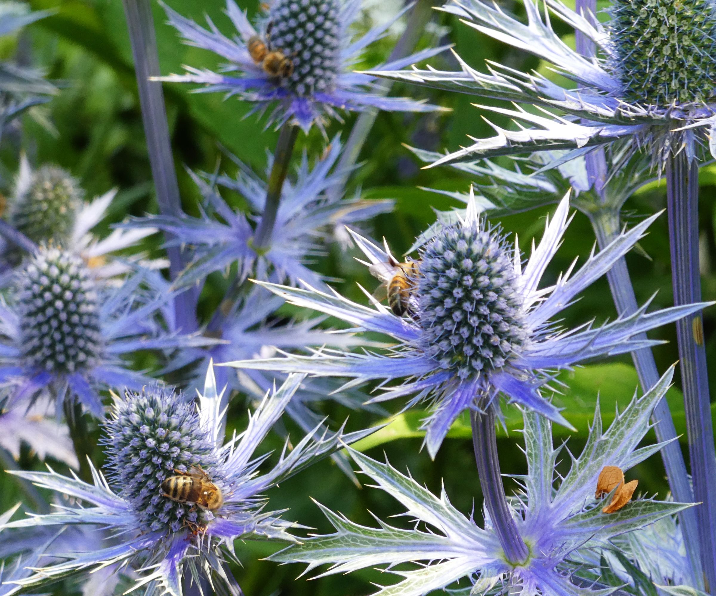Eryngium plant with honey bees