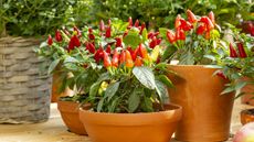 chillies in pots on patio