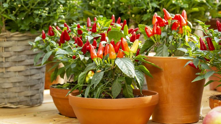 chillies in pots on patio