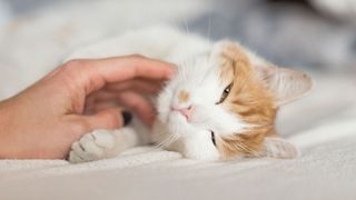 Cat being tickled under the chin