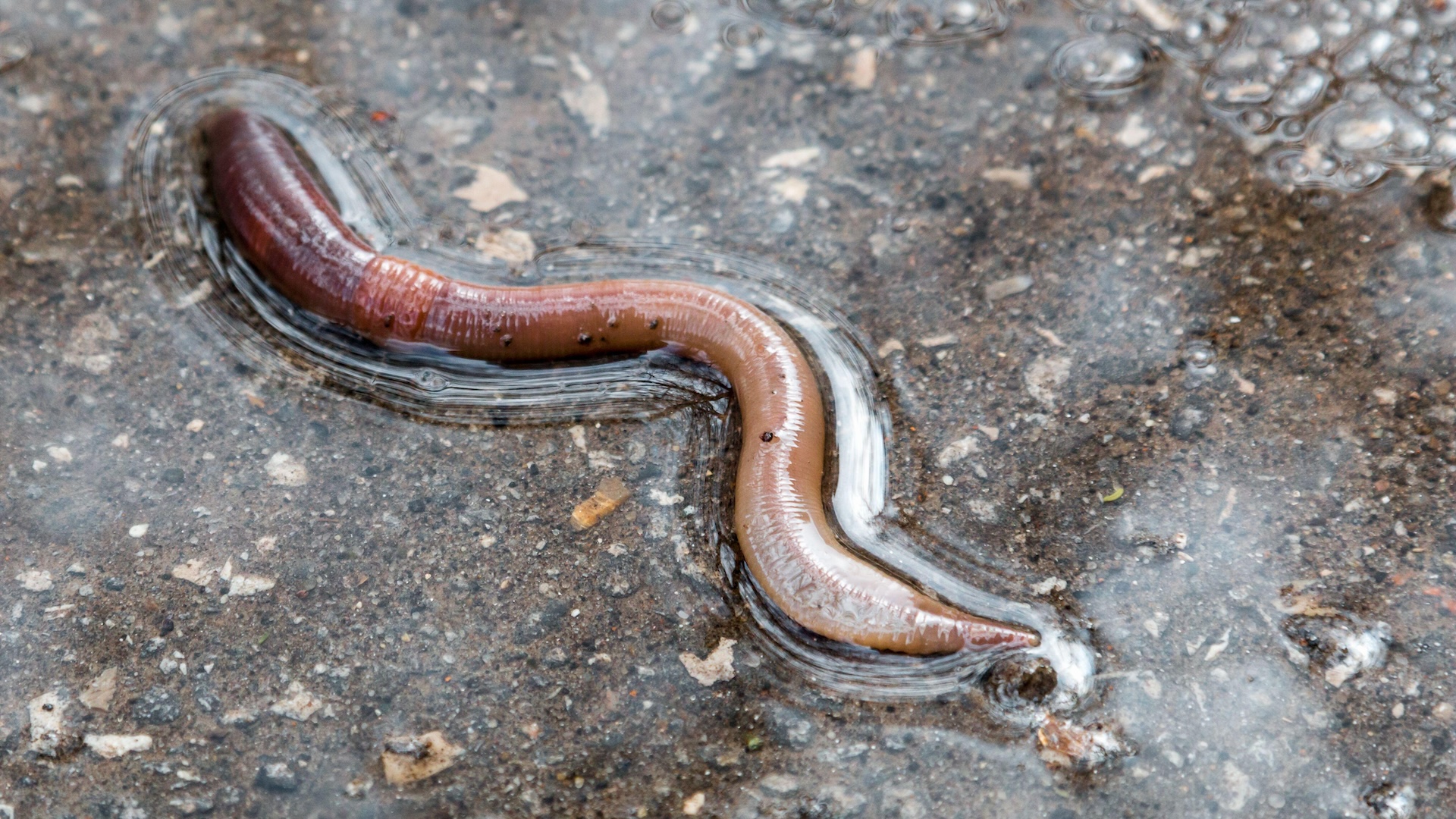 Why do worms come out in the rain? | Live Science